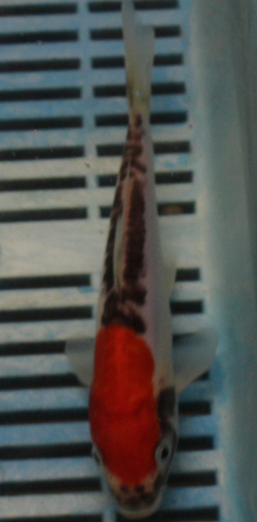 6-7'' Hand Selected Koi Carp (KC18)