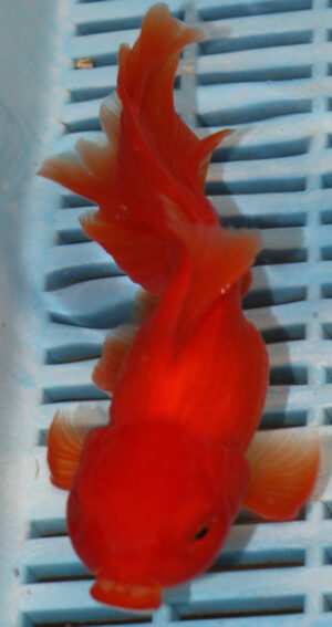 High Quality Oranda 15-18cm (RR76)