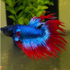 Photograhed Betta 2