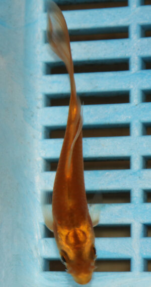3-4''  Hand Selected Ghost Butterfly Koi Carp (KR77)