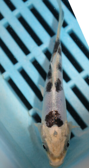 4-5'' Hand Selected Koi Carp  (KR3)