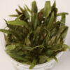 Cryptocoryne Petchii in Vitro gel cup 