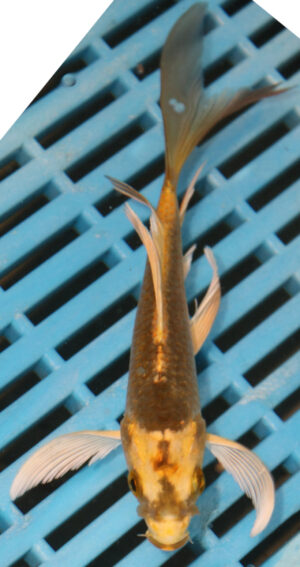 5-6'' Hand Selected Ghost Butterfly Koi Carp (KR48)