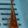 3-4''  Hand Selected Ghost Butterfly Koi Carp (KR61)