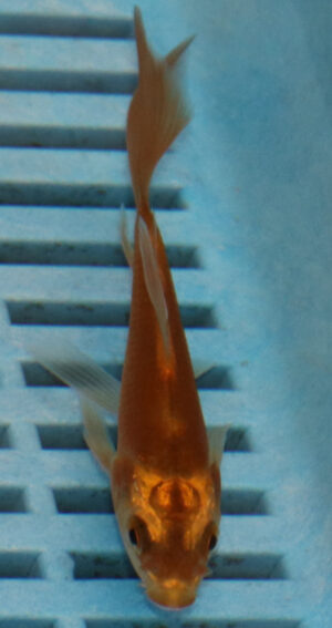 3-4''  Hand Selected Ghost Butterfly Koi Carp (KR61)
