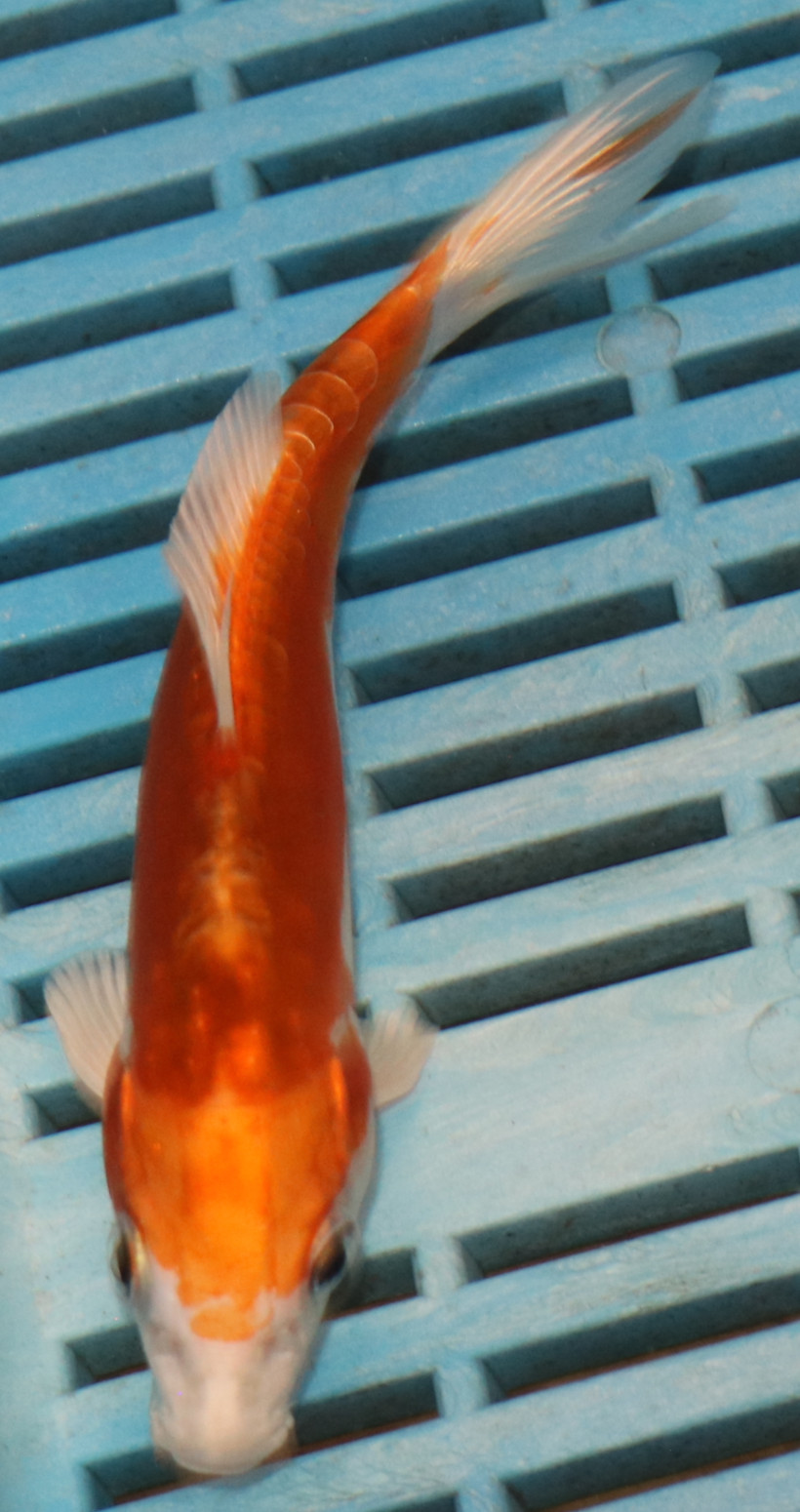 5-6'' Hand Selected Koi Carp (KR21)