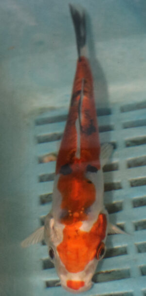 4-5'' Hand Selected Koi Carp  (KC3)