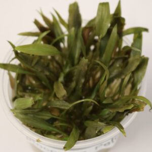 Cryptocoryne Petchii in Vitro gel cup 
