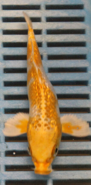 5-6'' Hand Selected Koi Carp (KC9)