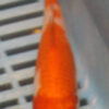 6-7'' Hand Selected Koi Carp (KC19)