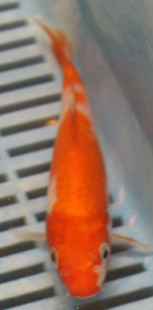 6-7'' Hand Selected Koi Carp (KC19)