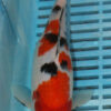 9/10'' Hand Selected Koi Carp (FR3)