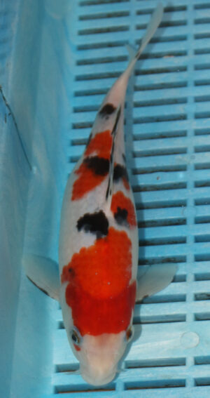 9/10'' Hand Selected Koi Carp (FR3)