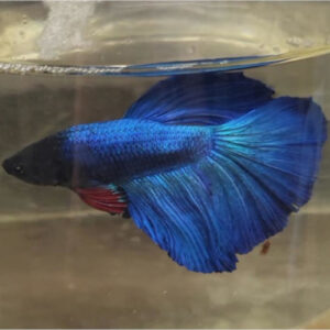 Photograhed Betta 3