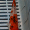 6-7'' Hand Selected Koi Carp (KR36)