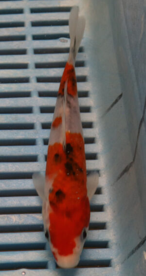 6-7'' Hand Selected Koi Carp (KR36)