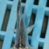 3-4''  Hand Selected Ghost Butterfly Koi Carp (KR62)