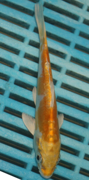 4-5'' Hand Selected Koi Carp  (KC4)