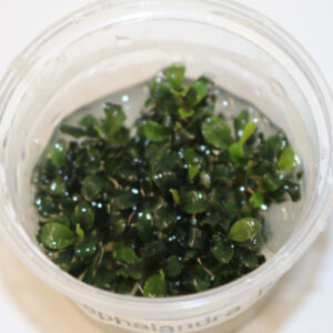 Bucephalandra in Vitro gel cup 