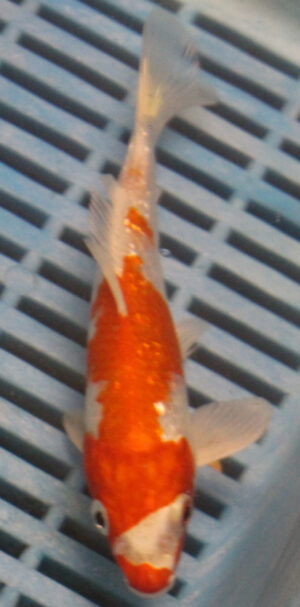 6-7'' Hand Selected Koi Carp (KC20)
