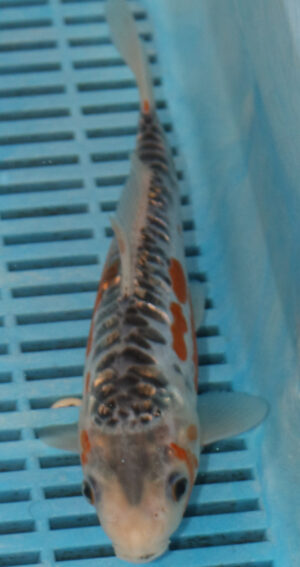 9/10'' Hand Selected Koi Carp (FR4)