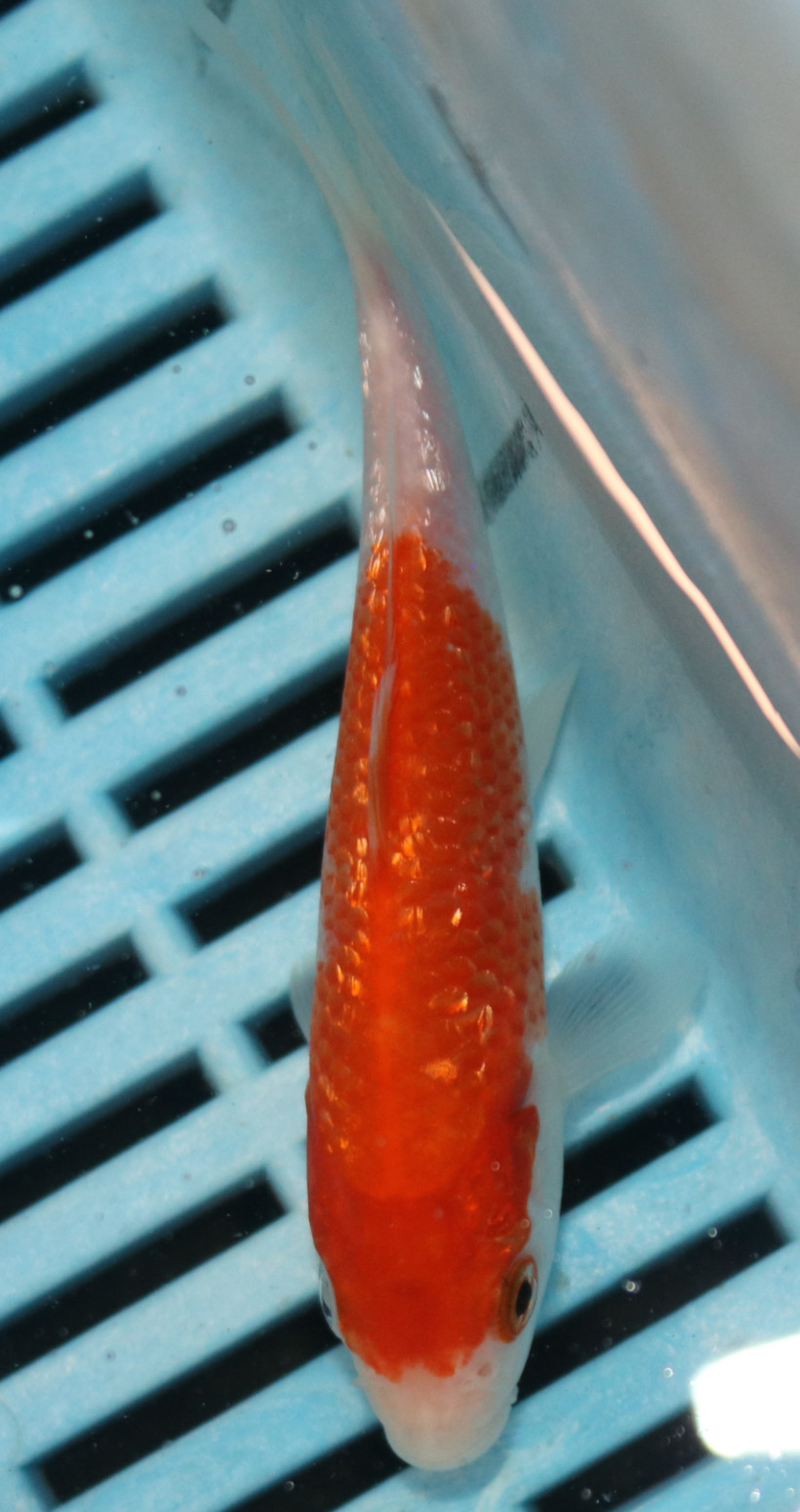 4-5'' Hand Selected Koi Carp (KR4)