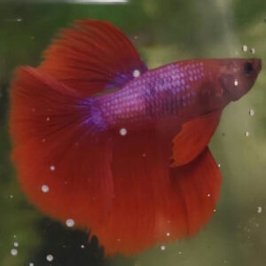 Photograhed Betta 4