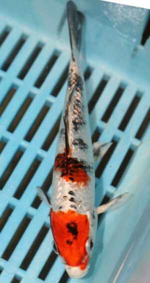 6-7'' Hand Selected Koi Carp (KR37)