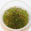 Vesicularia Montagnei Christmas in gel cup