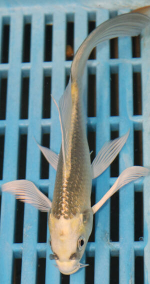 5-6'' Hand Selected Ghost Butterfly Koi Carp (KR50)