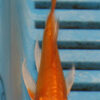 3-4''  Hand Selected Ghost Butterfly Koi Carp (KR63)