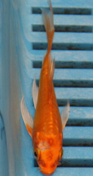 3-4''  Hand Selected Ghost Butterfly Koi Carp (KR63)
