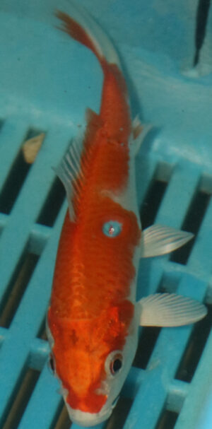 4-5'' Hand Selected Koi Carp  (KC5)