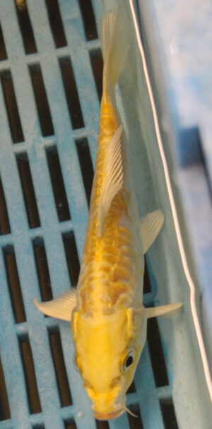 5-6'' Hand Selected Koi Carp (KC11)
