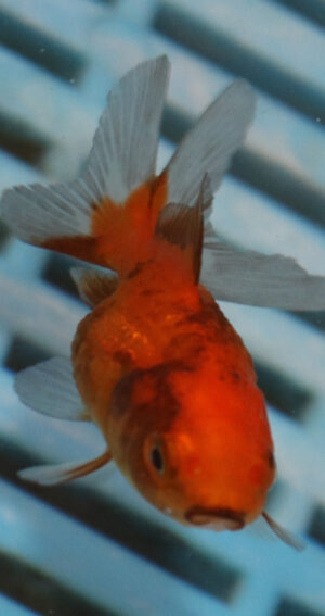 5-6cm High Quality Oranda (OR5)