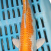 9/10'' Hand Selected Koi Carp (FR5)