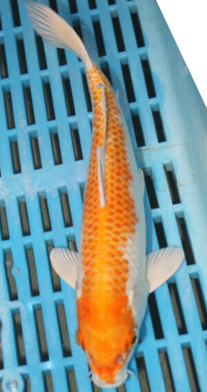 9/10'' Hand Selected Koi Carp (FR5)