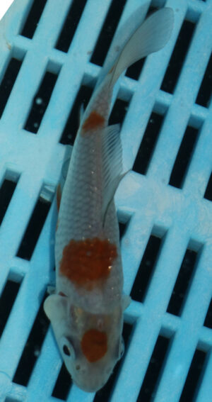4-5'' Hand Selected Koi Carp  (KR5)