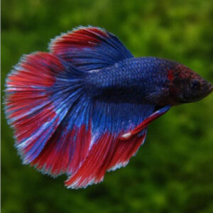 Photograhed Betta 5