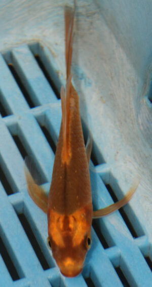 5-6'' Hand Selected Ghost Butterfly Koi Carp (KR51)