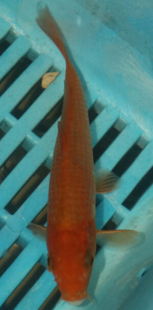 4-5'' Hand Selected Koi Carp  (KC6)
