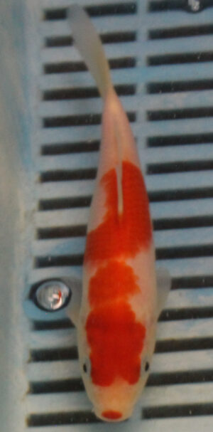 5-6'' Hand Selected Koi Carp (KC12)