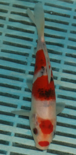 6-7'' Hand Selected Koi Carp (KC22)