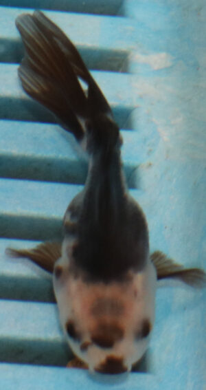 5-6cm High Quality Oranda (OR6)