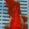High Quality Oranda 15-18cm (RR80)