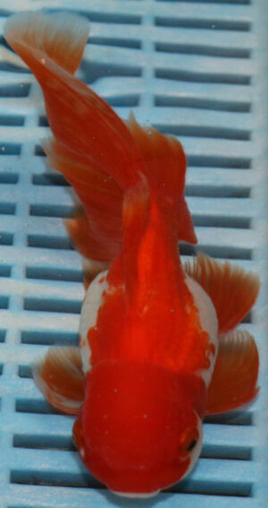 High Quality Oranda 15-18cm (RR80)