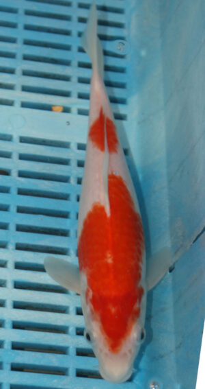 9/10'' Hand Selected Koi Carp (FR6)