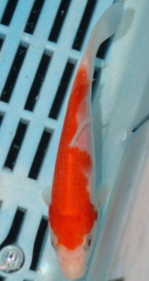 4-5'' Hand Selected Koi Carp  (KR6)