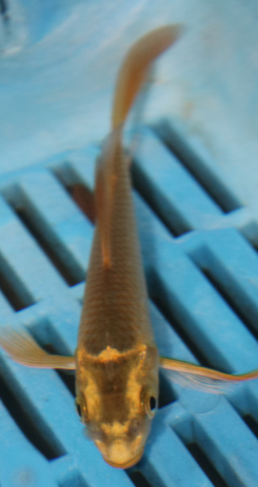 3-4'' Hand Selected Butterfly Koi (BK75)