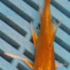 3-4''  Hand Selected Ghost Butterfly Ko Carp (KR65)